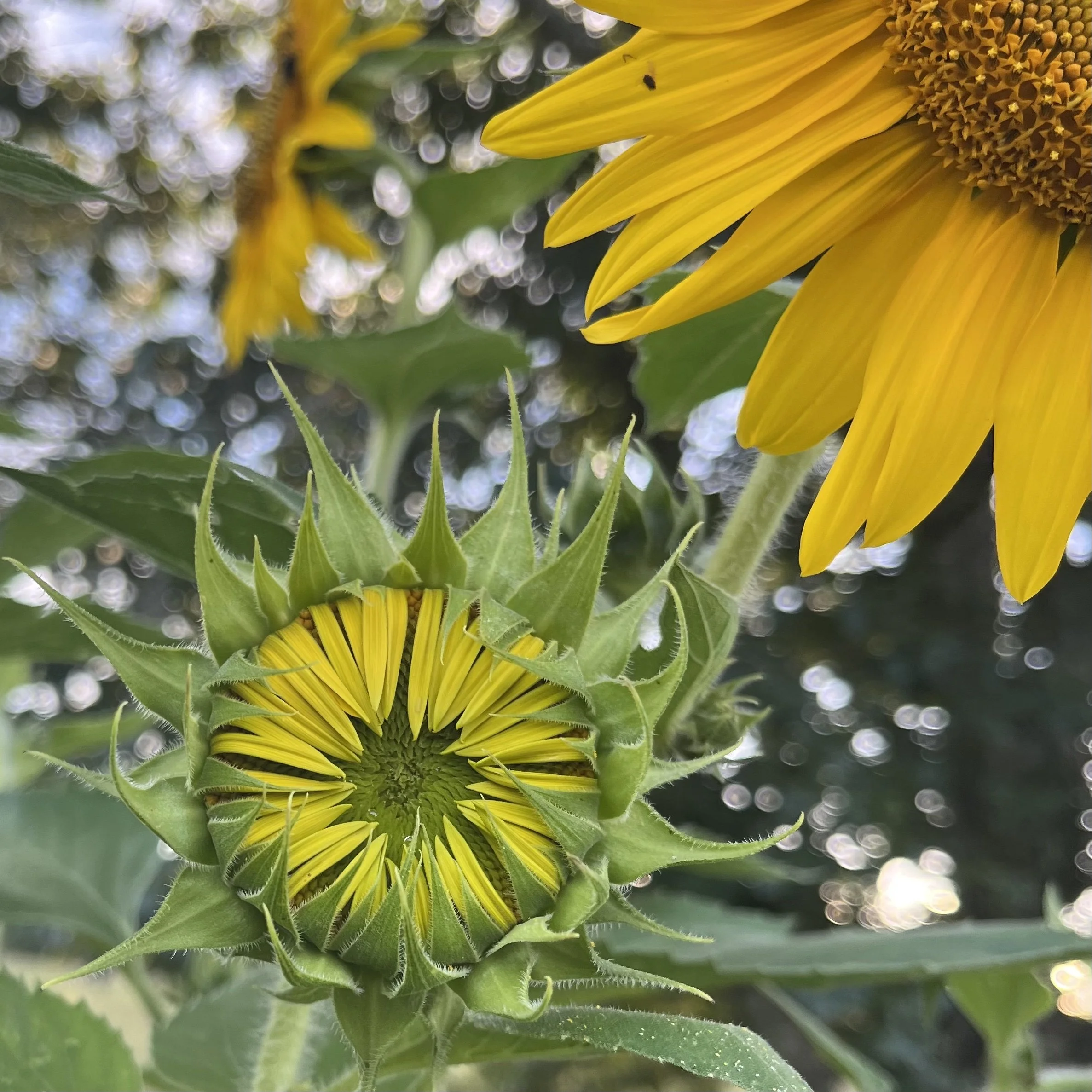 Morrisville Sunflower — Antisana Seed Company